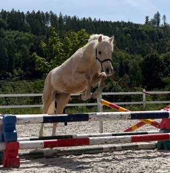 Welsh pony B - valach - 8
