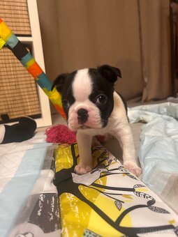 Bostonský teriér s PP - 8