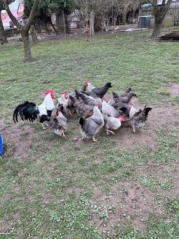 Vlaška stříbrná - 8