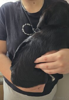 Štěňata k rezervaci - Rhodéský ridgeback × Border kolie - 8