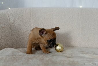 Francouzský buldoček - 8