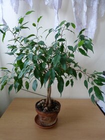 Pokojové rostliny - Ficus, zelenec, pryžec - 8