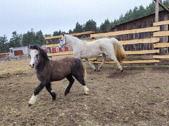 Welsh mountain pony sekce A - klisna - 8
