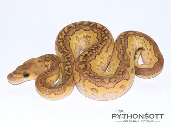 NOVĚ SNÍŽENÉ CENY - Krajta královská (python regius) - 8