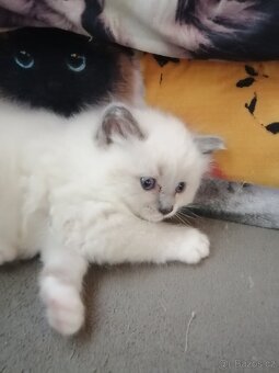 Ragdoll bez PP - 8