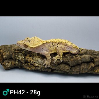 9.1 C. Ciliatus - 8