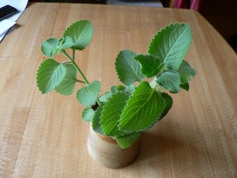 12 DRUHŮ VODĚNEK A SUKULENTY - 8