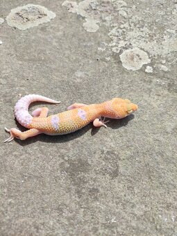 gekončík noční, terárium - 8