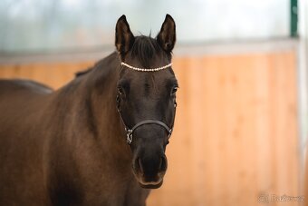 Grullo roan klisna American Quarter Horse, black homozygot - 8