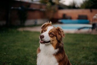 Australský ovčák s PP - TOP - 8