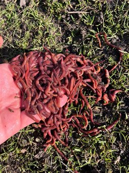 Kalifornské a Hnojní Žížaly - 8