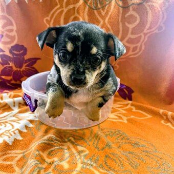 Čivava štěňátka kluci - 8