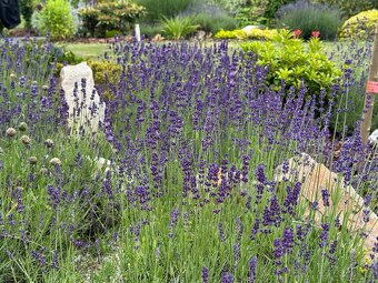 Levandule Bio čerstvě řezané - 8