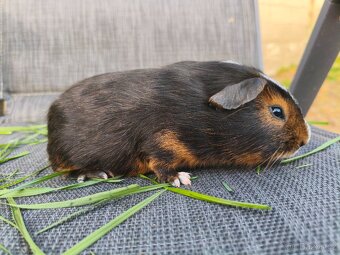 Cuy morčata - 8