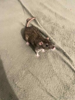 Potkany mazlicci na chov - 8