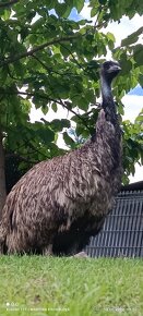 Emu hnědý mláďata - 8
