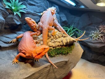 Agama vousatá samičky - 8
