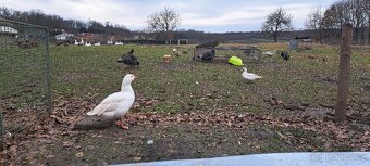 Husa Česká, kachna pižmová - 8