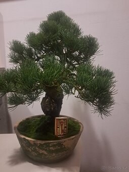 Bonsaj,bonsai Borovice různé druhy - 8