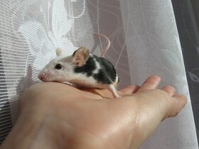 Barevná myška - na mazlíka - 8