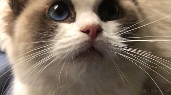 Ragdoll koťátka s PP(FIFE) - 8