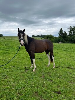 2,5 letá APH klisna - 8