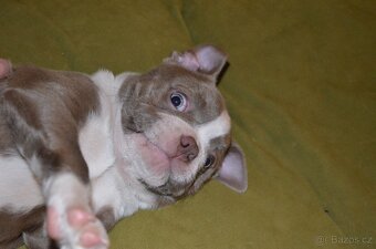 Bostonský teriér s PP Lilac - 8