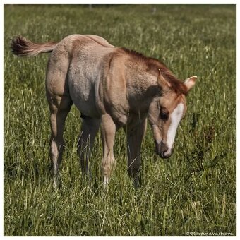 QH s PP- letošní hřebeček "Dasty" na prodej - 8