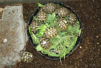 suchozemská Želva zelenavá (Testudo hermanni) - mláďata - 8