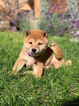 Shiba inu - 8