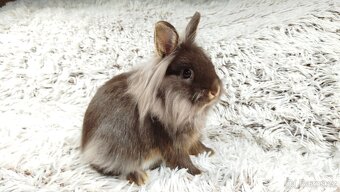 Zakrslý králík, králíček - (lvíček)-NATANIEL - 8