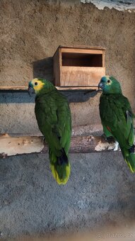 Amazoňan modročelý - 8