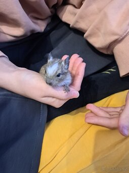 Osmák Degu - 8