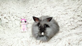 Zakrslý králík, králíček - HOLLY - 8