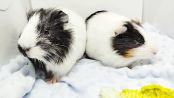 Zakrslý beránek, králíček,6- BARČA A BOBINKA - 8