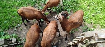Beránek, beran kamerunský, ovce kamerunská - 8