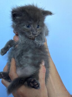 Mainská mývalí kočka- koťata/ Maine coon - 8
