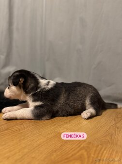 Sibiřský Husky - štěňátka - 8