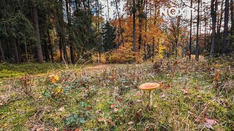 Prodej pozemek Lesy, 10398㎡ - 8