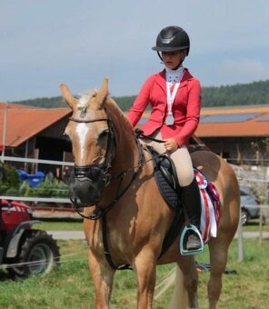 Klisna hafling - pony B do sportu - 8