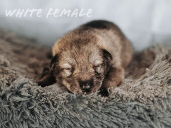 Saarloosův vlčák - prodej - 8