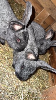 Králíci na prodej - 8