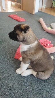 Americká akita štěňátka pejsek a fenečka - 8