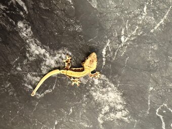 Pagekon řasnatý sameček 7 měsíců - 8