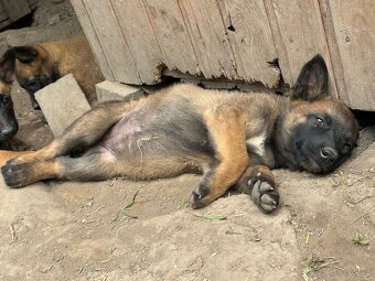 Belgický ovčák Malinois štěňátka - 8