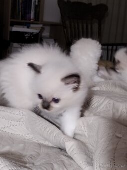 Koťátka s PP plemena Ragdoll - 8