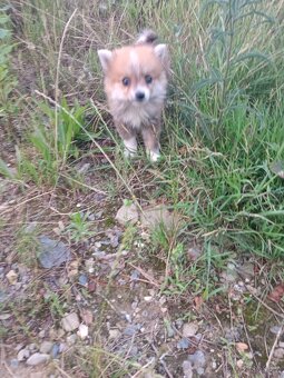 Pomeranian mini Boo - 8