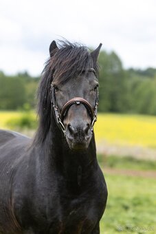 Huculský hřebec, Hucul, malý kůň, pony, tobiano - 8