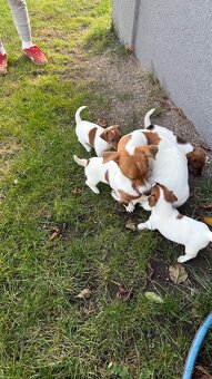 Jack Russel Terier - 8