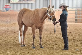 Připouštění QH hřebcem - 8